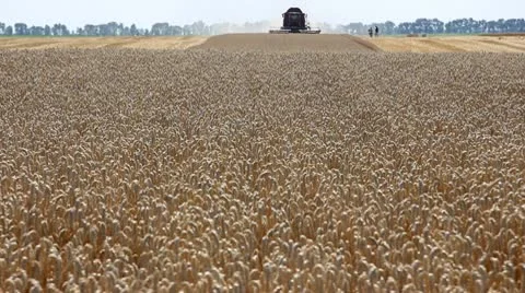 Wheat harvest Stock Footage 10710998