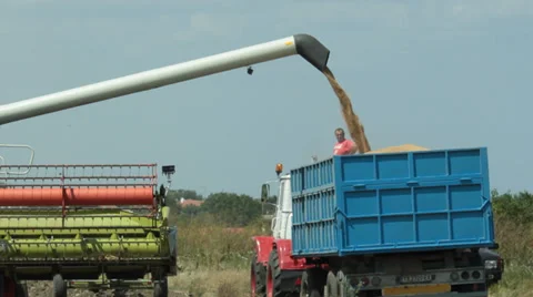Wheat Harvest Vídeo Stock 31193954
