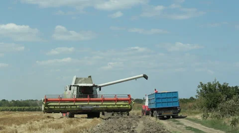 Wheat Harvest Stock Footage 31194411