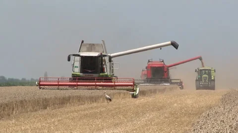 WHEAT HARVEST Stockbeeldmateriaal 39958599