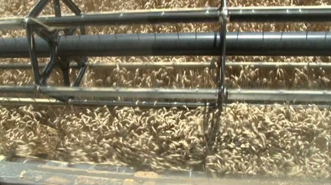 WHEAT HARVEST Stockbeeldmateriaal 39959622