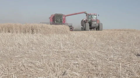 Wheat Harvest Stock Footage 48405489