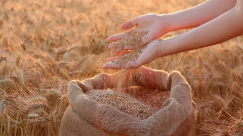 Wheat Harvest 動画素材 52691158