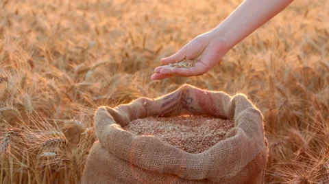 Wheat Harvest 動画素材 52691736