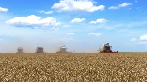 Wheat Harvest Stock Footage 73173335