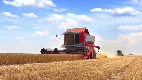 Wheat Harvest Video stock 74083633