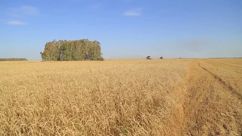 The wheat harvest Stock Footage 75420272