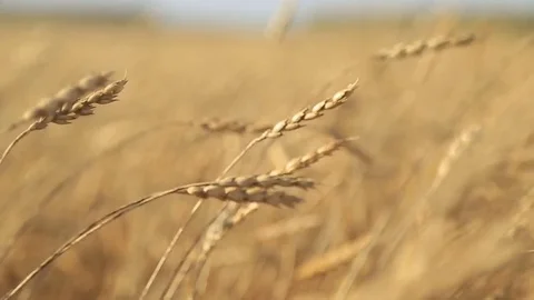 The wheat harvest Stock Footage 75420410