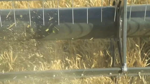 The wheat harvest Stock Footage 75420440
