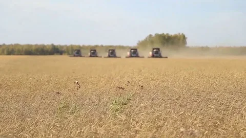 The wheat harvest Stock Footage 75420485