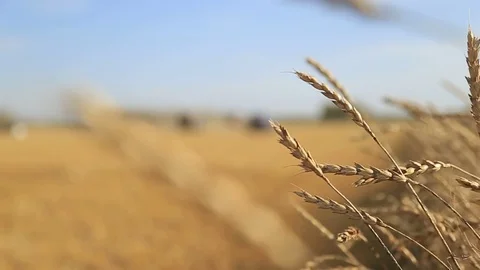 The wheat harvest Stock Footage 75420504