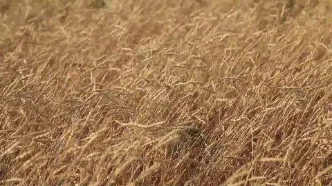 The wheat harvest Stock Footage 75420534