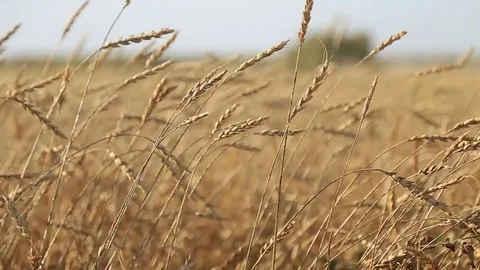 The wheat harvest Stock Footage 75420547
