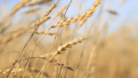 The wheat harvest Stock Footage 75420557