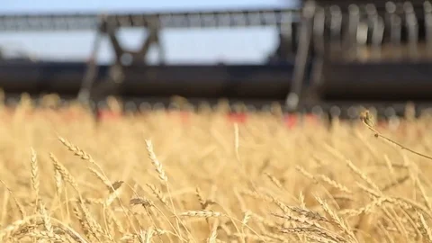 The wheat harvest Stock Footage 75420577
