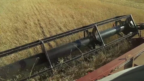 The wheat harvest Stock Footage 75420584