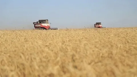 The wheat harvest Stock Footage 75420593