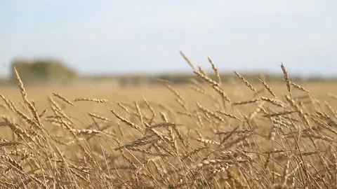 The wheat harvest Stock Footage 75420597