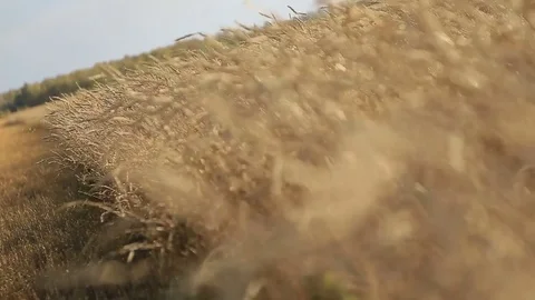 The wheat harvest Stock Footage 75420609