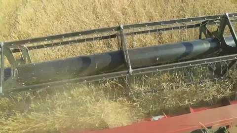 The wheat harvest Stock Footage 75420611