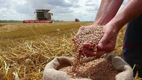 Wheat Harvest Stock Footage 91420581