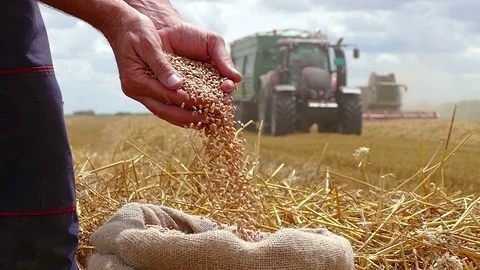 Wheat Harvest Stock Footage 91422362
