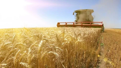 Wheat Harvest Stock Footage 112143482