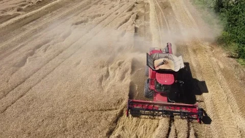 Wheat harvest Video stock 134497323