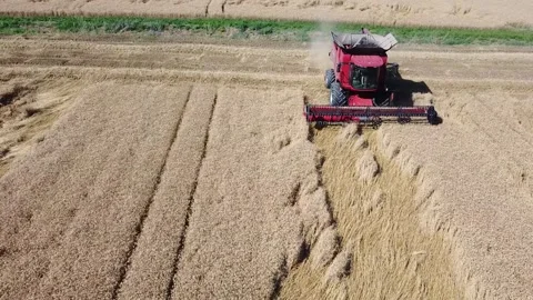 Wheat harvest Stock Footage 134497775