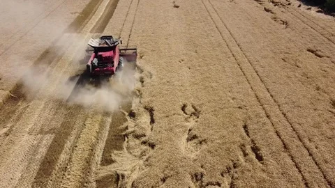 Wheat harvest Video stock 134498008