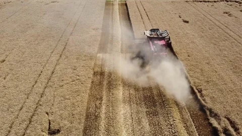 Wheat harvest Video stock 134498455