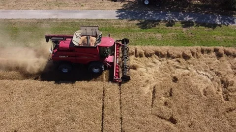 Wheat harvest Stock Footage 134498460