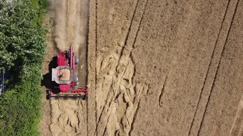 Wheat harvest Stock Footage 134499375