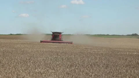Wheat harvest Video stock 142517009