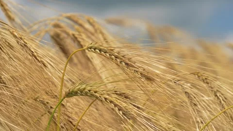 Wheat harvest Stock Footage 245221045