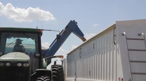 Wheat Harvest Grain Cart Unloading Front View Stock-Footage 64979025