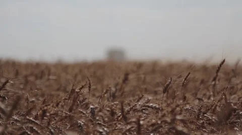 Wheat Harvest John Deere Combine Ground Shot Wide Shot Stock Footage 64979367