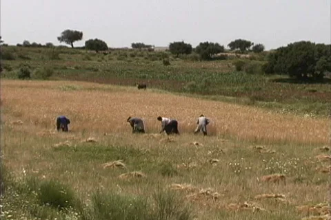 Wheat harvest Morocco Stock Footage 467616