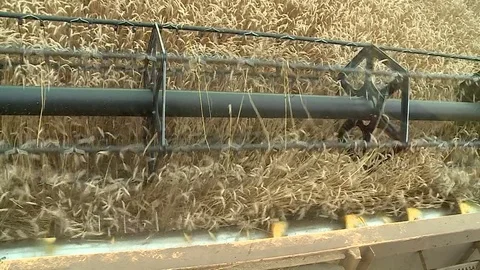The wheat harvest panorama from the cab of the harvester on the field Stock Footage