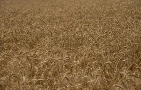 Wheat Harvest Stock Photos