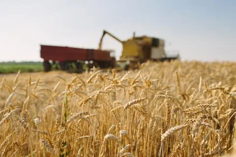 Wheat harvest Stock Photos