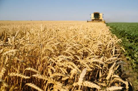 Wheat harvest Stock Photos