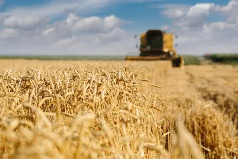 Wheat harvest Stock Photos