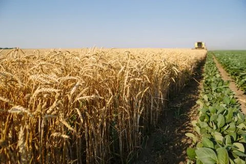 Wheat harvest Stock Photos