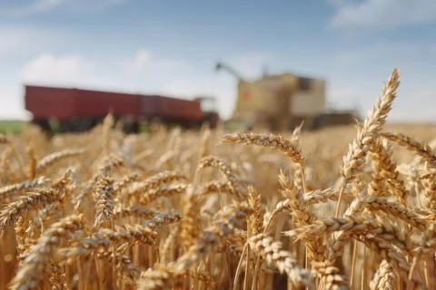 Wheat harvest Stock Photos