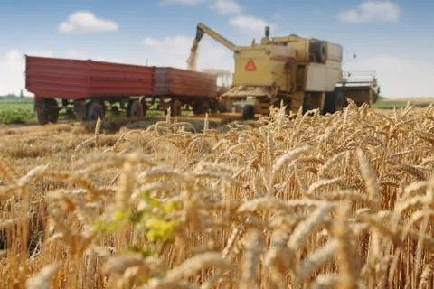 Wheat harvest Stock Photos