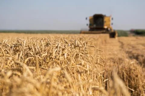 Wheat harvest Stock Photos