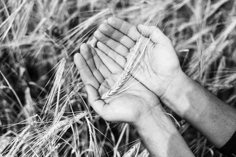 The wheat harvest Stock Photos