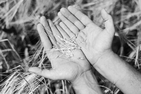The wheat harvest Stock Photos