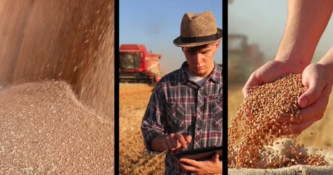 Wheat harvest splitscreen, slow motion 스톡 동영상 312815997